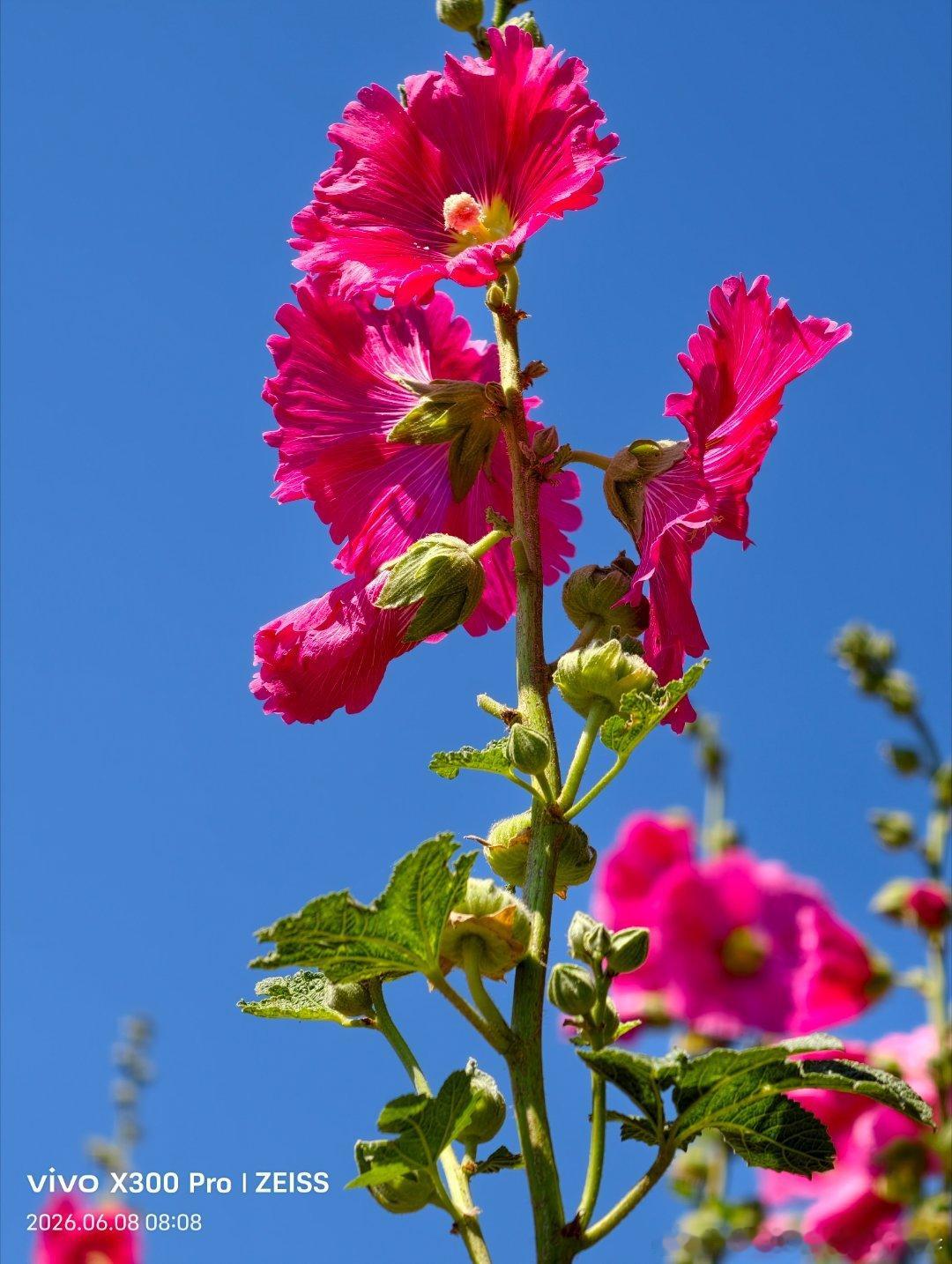 夏风与繁花，撞进了一整个夏天的温柔里～ 