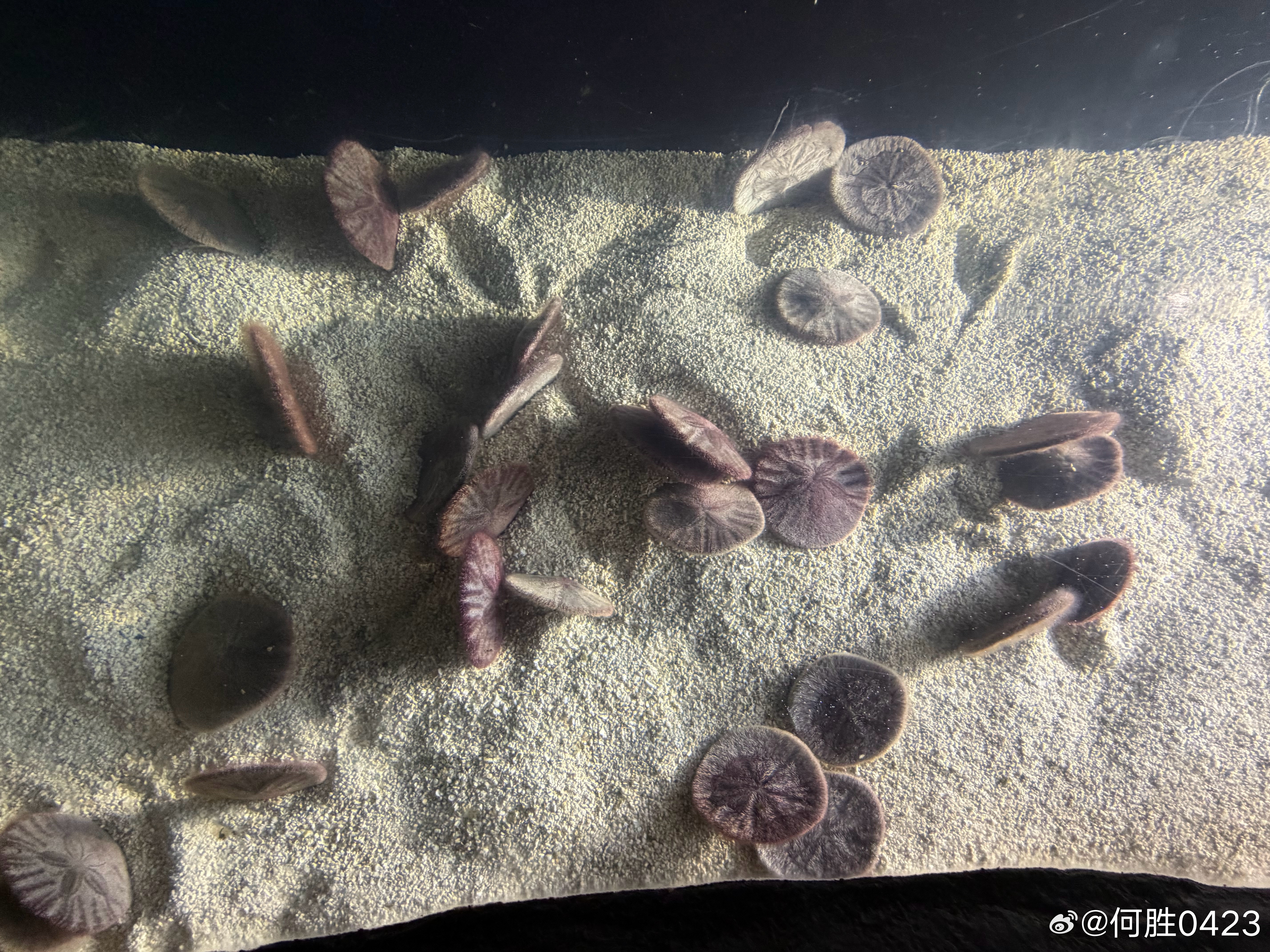 这回是真的见到SB（沙币）了 美国·乔治亚水族馆