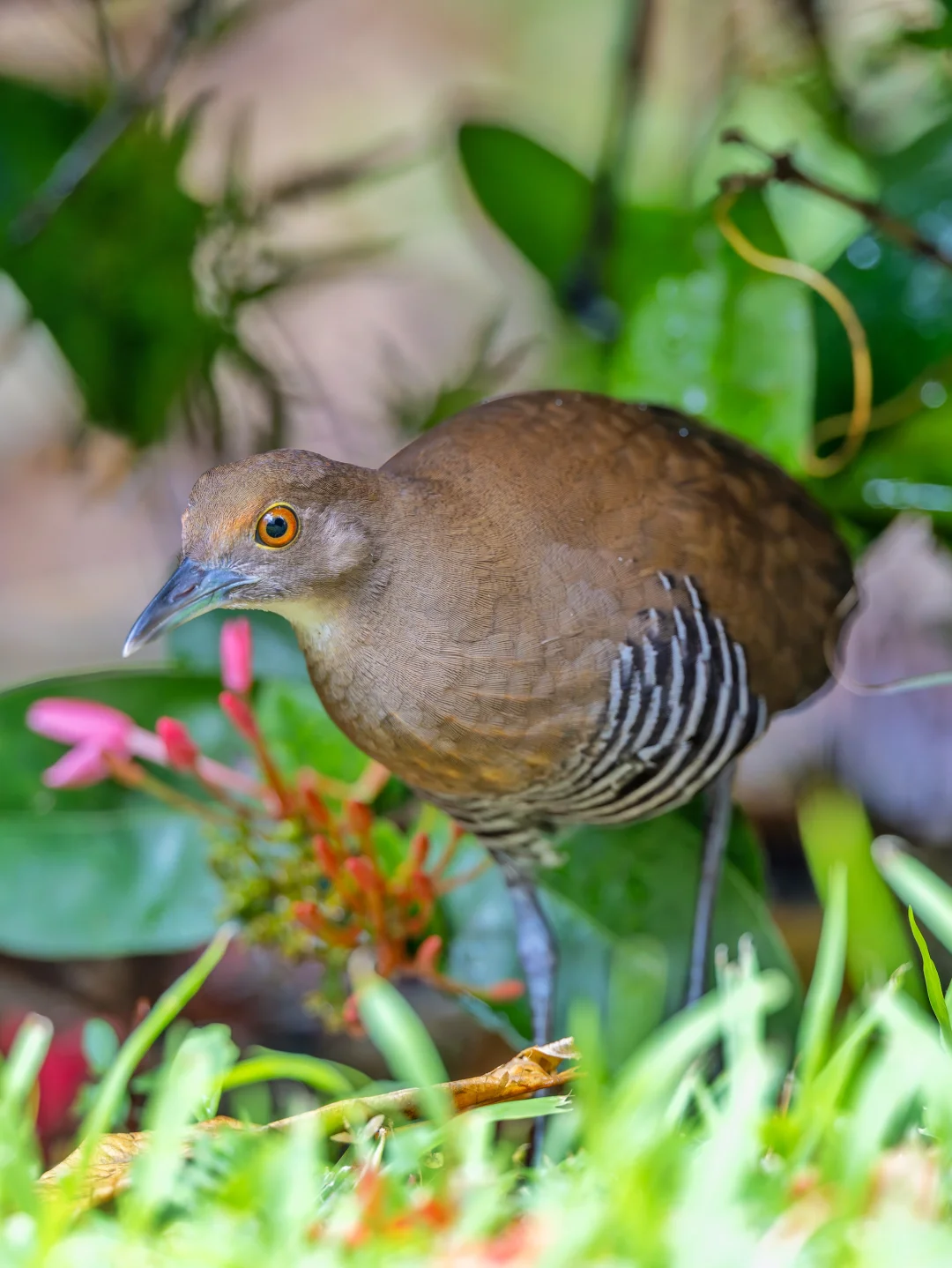 神秘花坛又来了一只白喉斑秧鸡