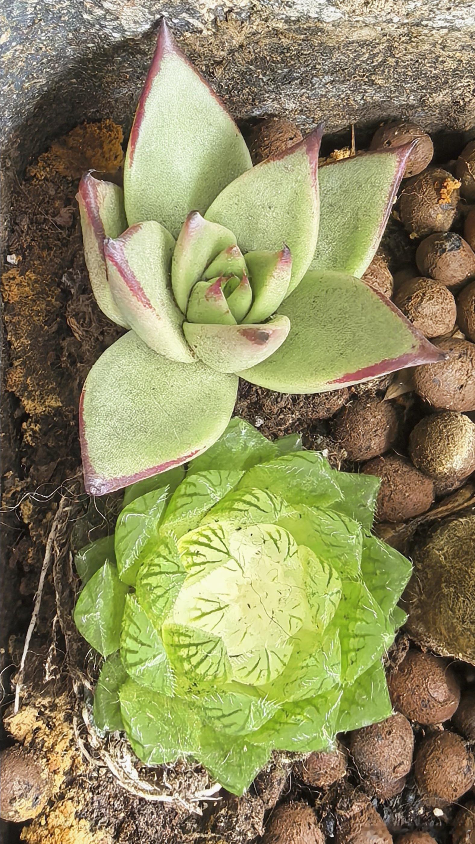 这么多年，还是对多肉有执念啊，又想养，又养不好。又买了几棵，肉到了，盆和土都还没