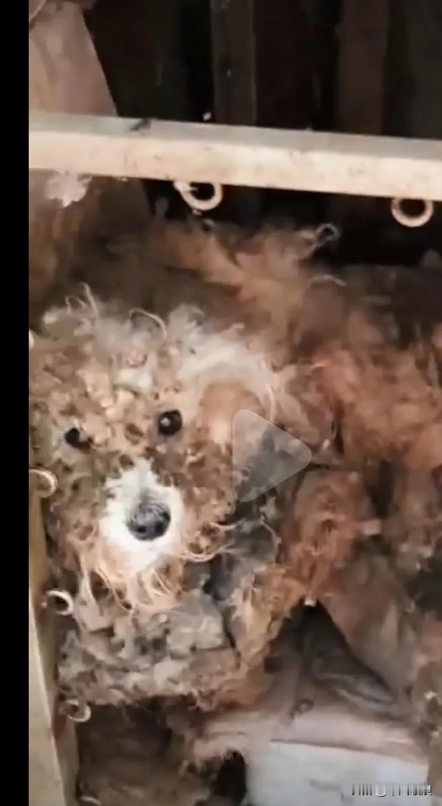这是一只被主人关在一间阴暗潮湿的院子里整整关了五年的狗狗，里面臭气冲天，屎尿满地
