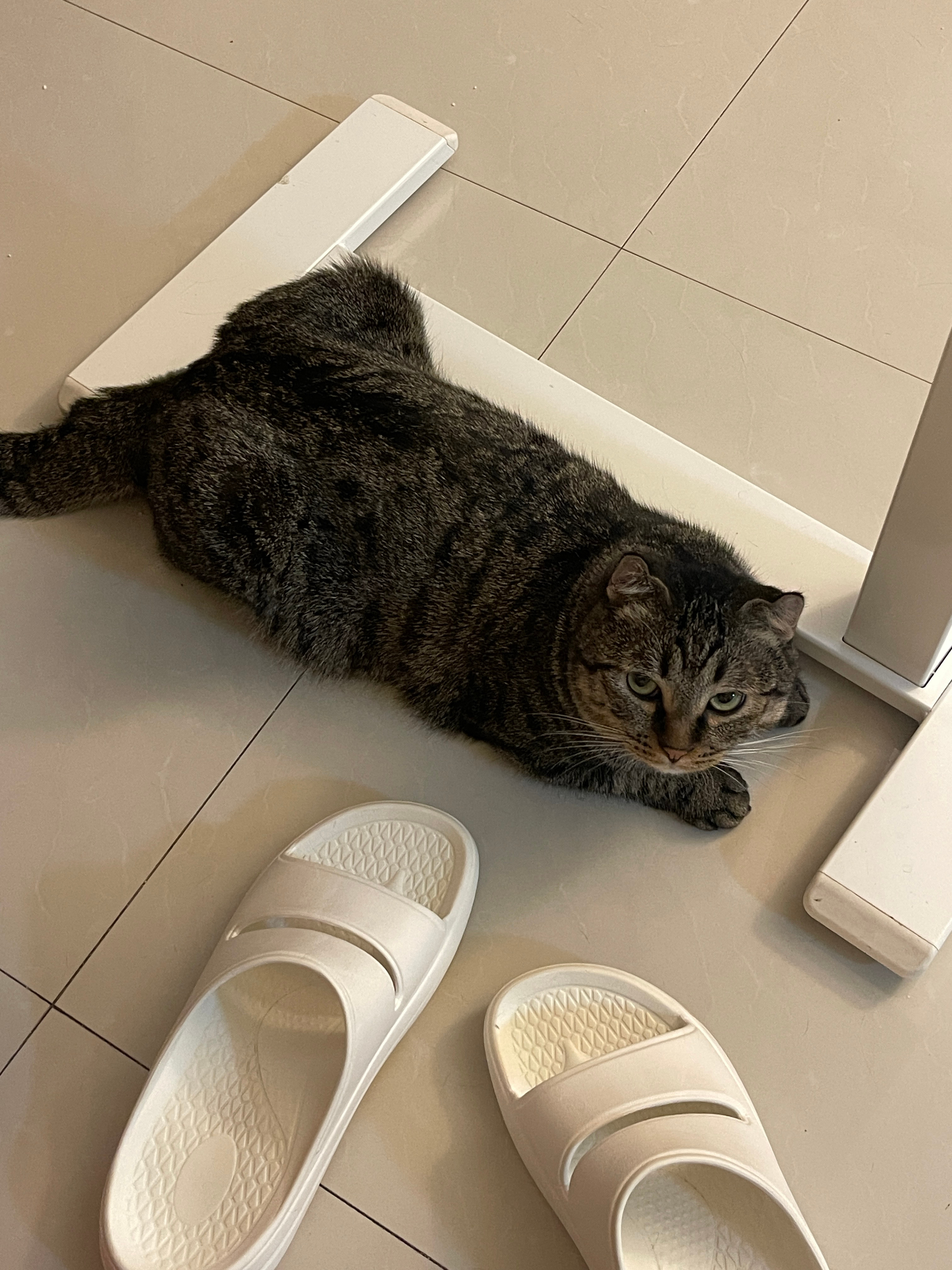 碗猫为什么不敢过来 