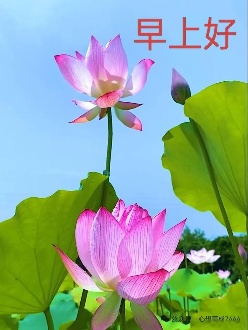 每天摸鱼打卡平安随身带，如意天天在。时时多快乐，问候充满爱。让我们每天笑容满面，