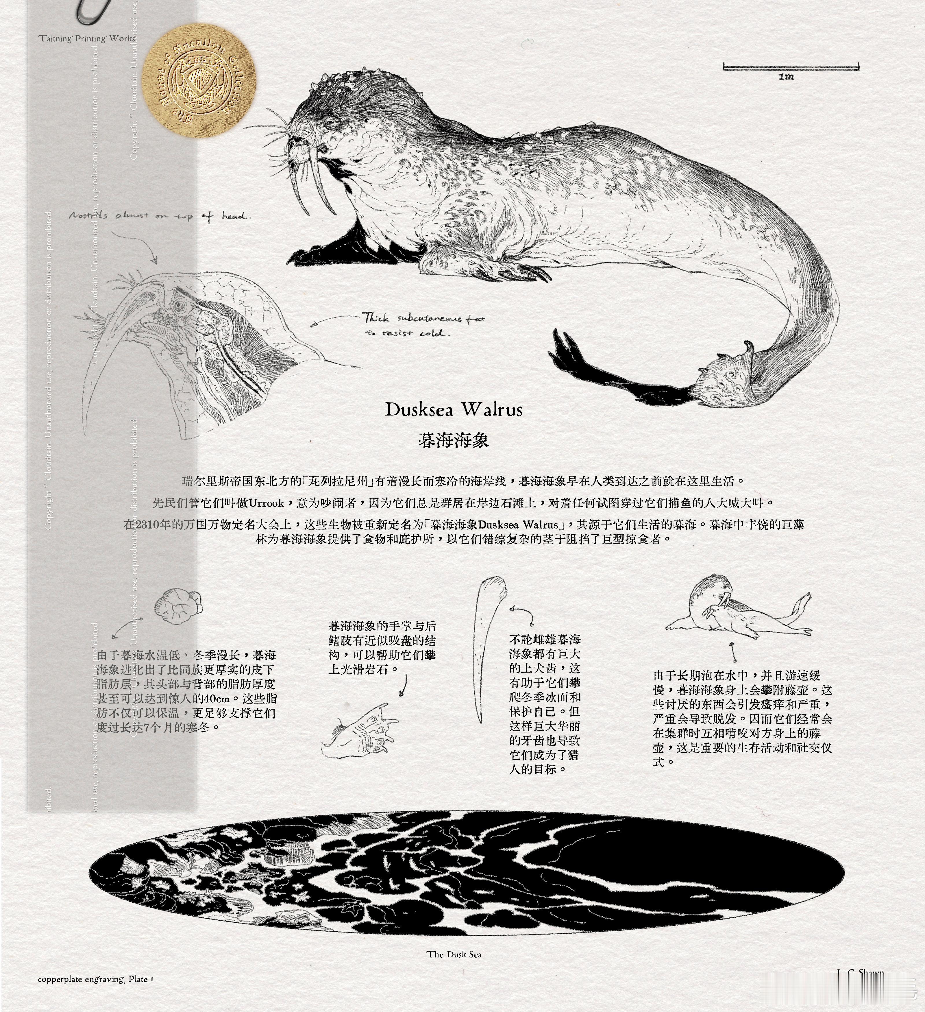 🌐【万国万物定名大会新种】🌐🦭暮海海象现在向我们走来的是瑞尔里斯良子，不可