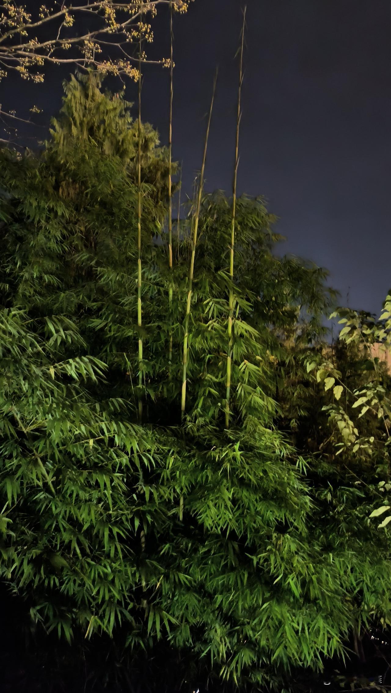 这是什么竹子？为什么这个季节还能长竹笋？竹子 竹