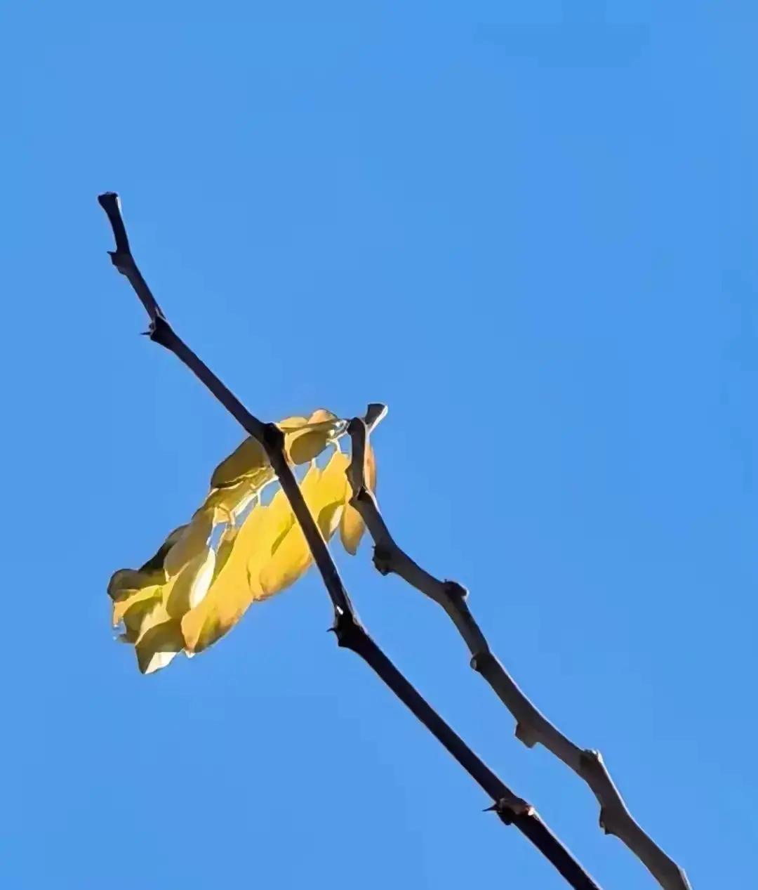 岁末2026年1月，中国人的平均预期寿命已达79岁，这数据来自国家卫健委和统计局