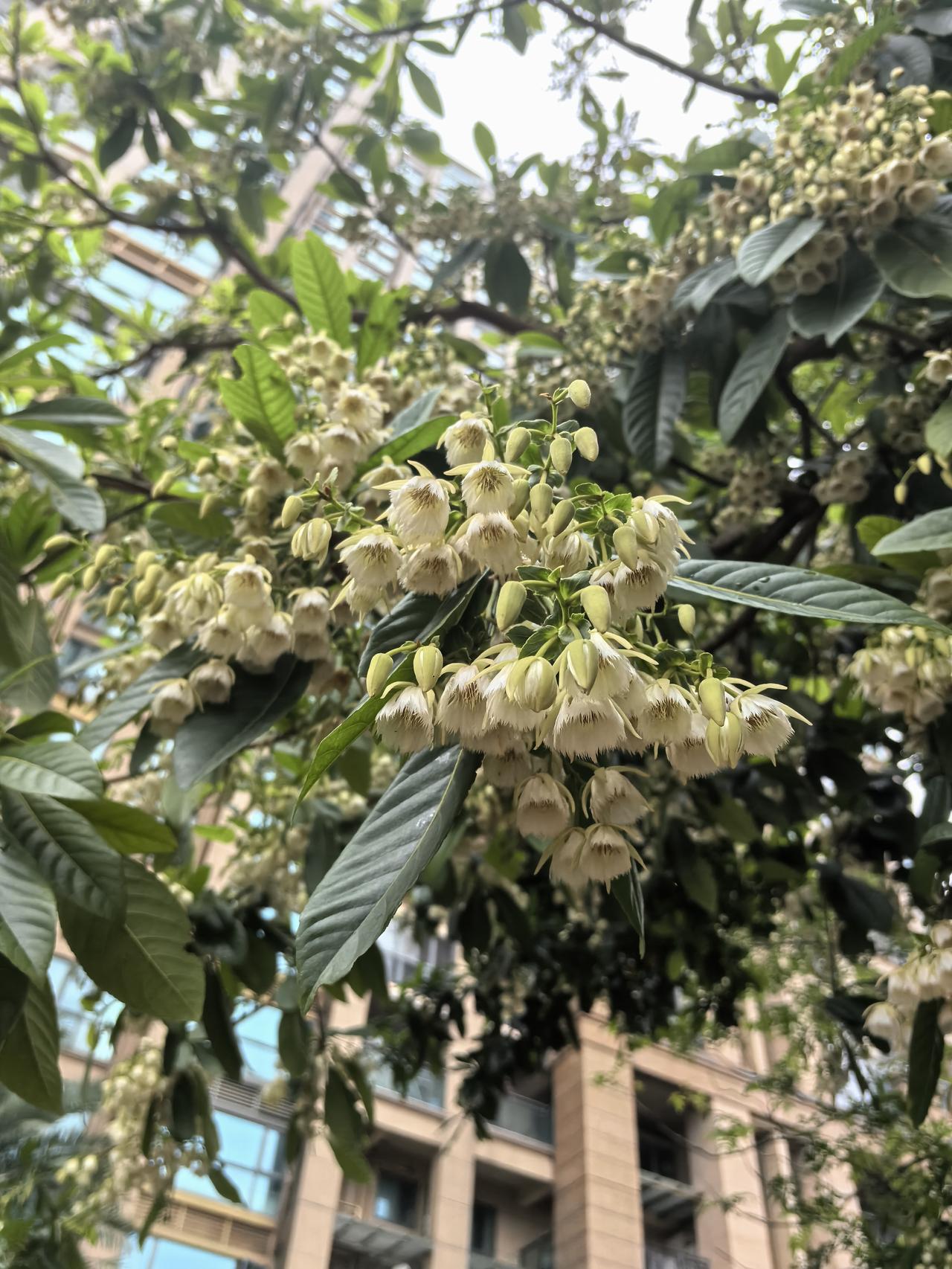 这是什么树啊。开的花好香哦，深圳就是一个花的城市，不是这开花，就是那个开花。这是