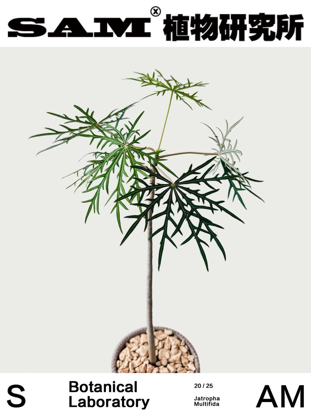 裂叶珊瑚｜Jatropha Multifida