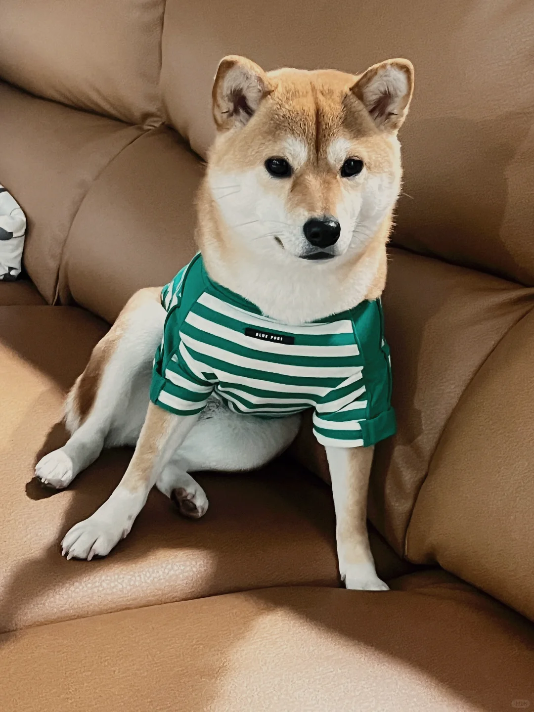 🐕听说柴犬全国统一坐姿就是这样