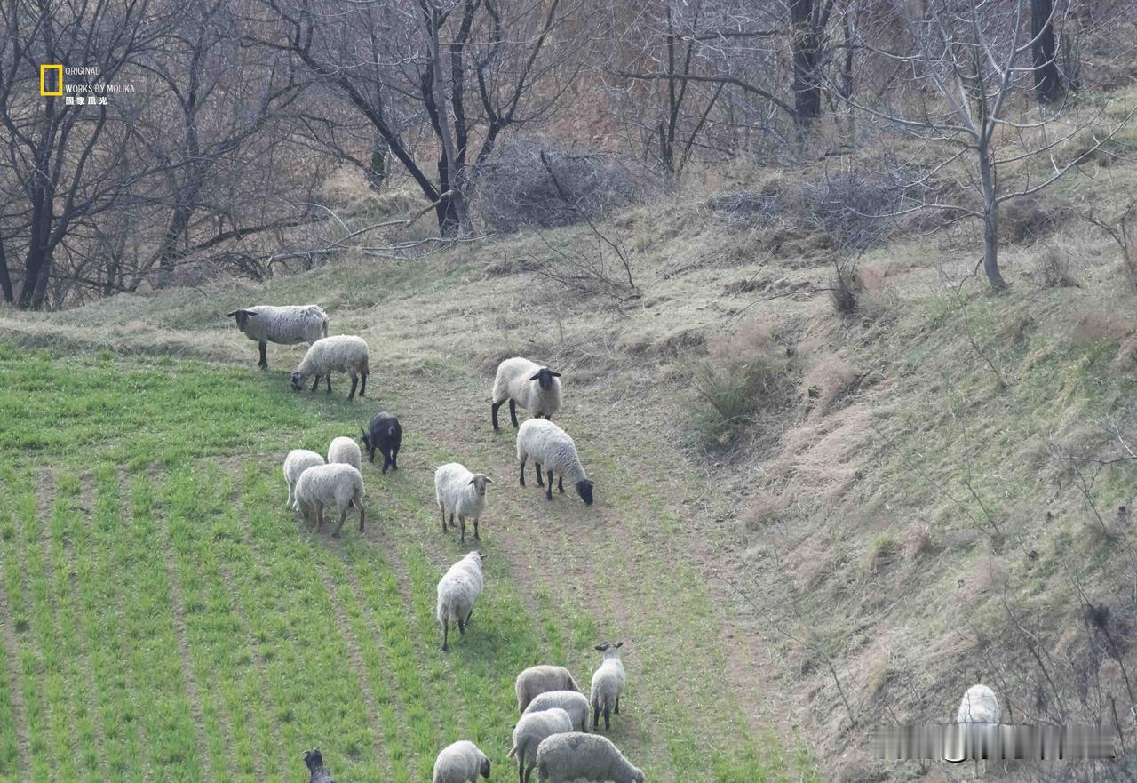 晋地的山坳里，老砖墙上的花枝刚绽出新蕊，坡下的羊群踩着青草地慢悠悠踱步。旧时光的