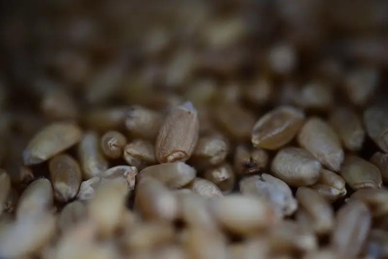 到了粮站，那里早已人山人海。排队的间隙，大人们相互交流着今年的收成，谈论着天气对