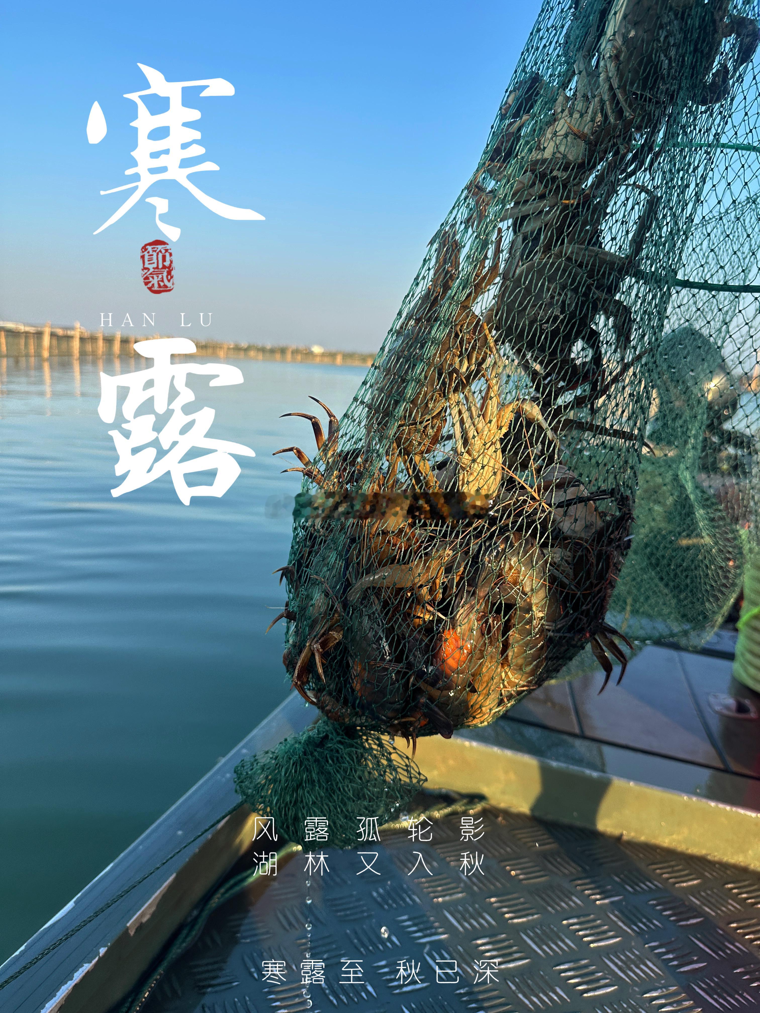 今日寒露，大闸蟹肥美度又进一步d(^^*) ​​​