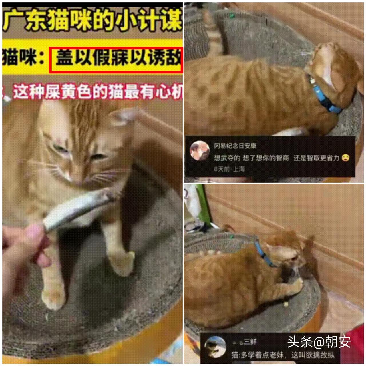 太新奇了！

广东铲屎官被自家小猫上了一课，本想拿小鱼干逗猫耍，结果
反被小猫用