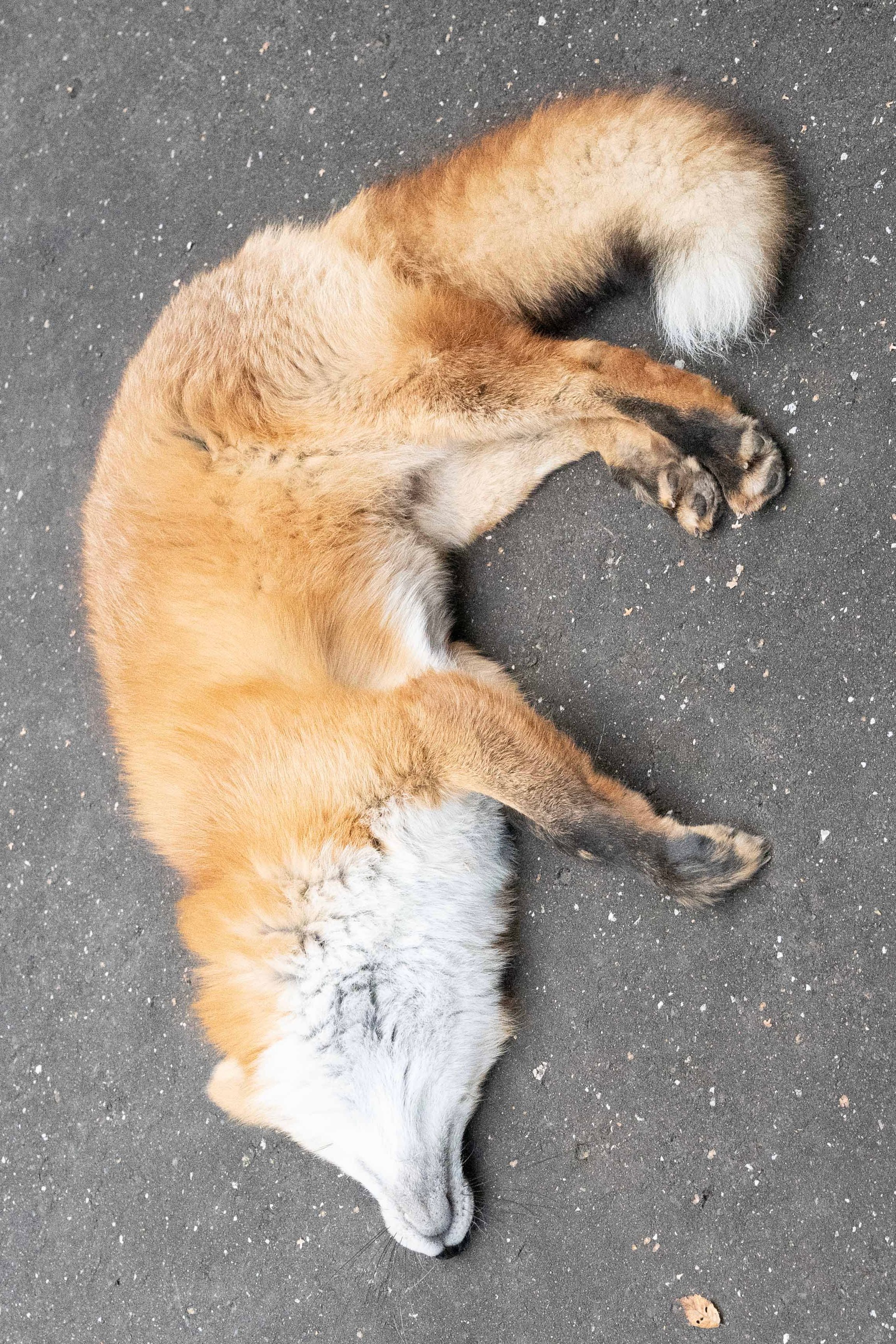 狐狸 睡眠的F狐狐：我来组成FOX的F©️ttt_zegu952 
