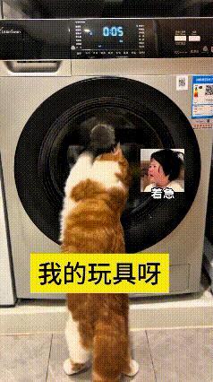 主人把小猫最爱的小鸭玩偶丢进洗衣机清洗，猫咪凑到洗衣机跟前，看见里面不停转动的玩