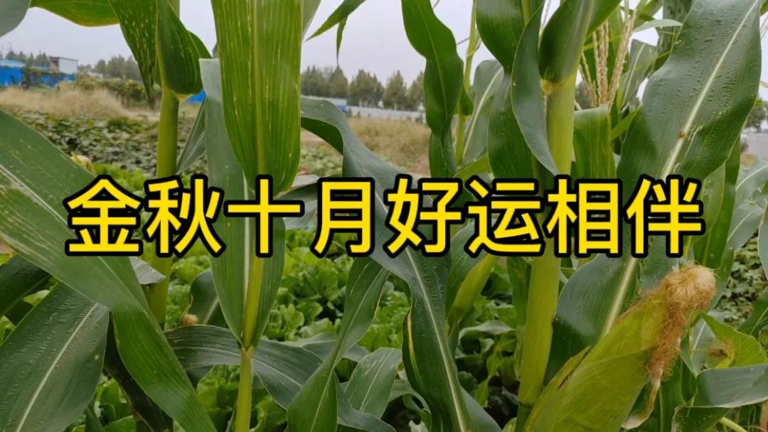 #一句话分享今日感悟#金秋十月，丹桂飘香。在这美好的时节，愿你收获满满，赢得好运