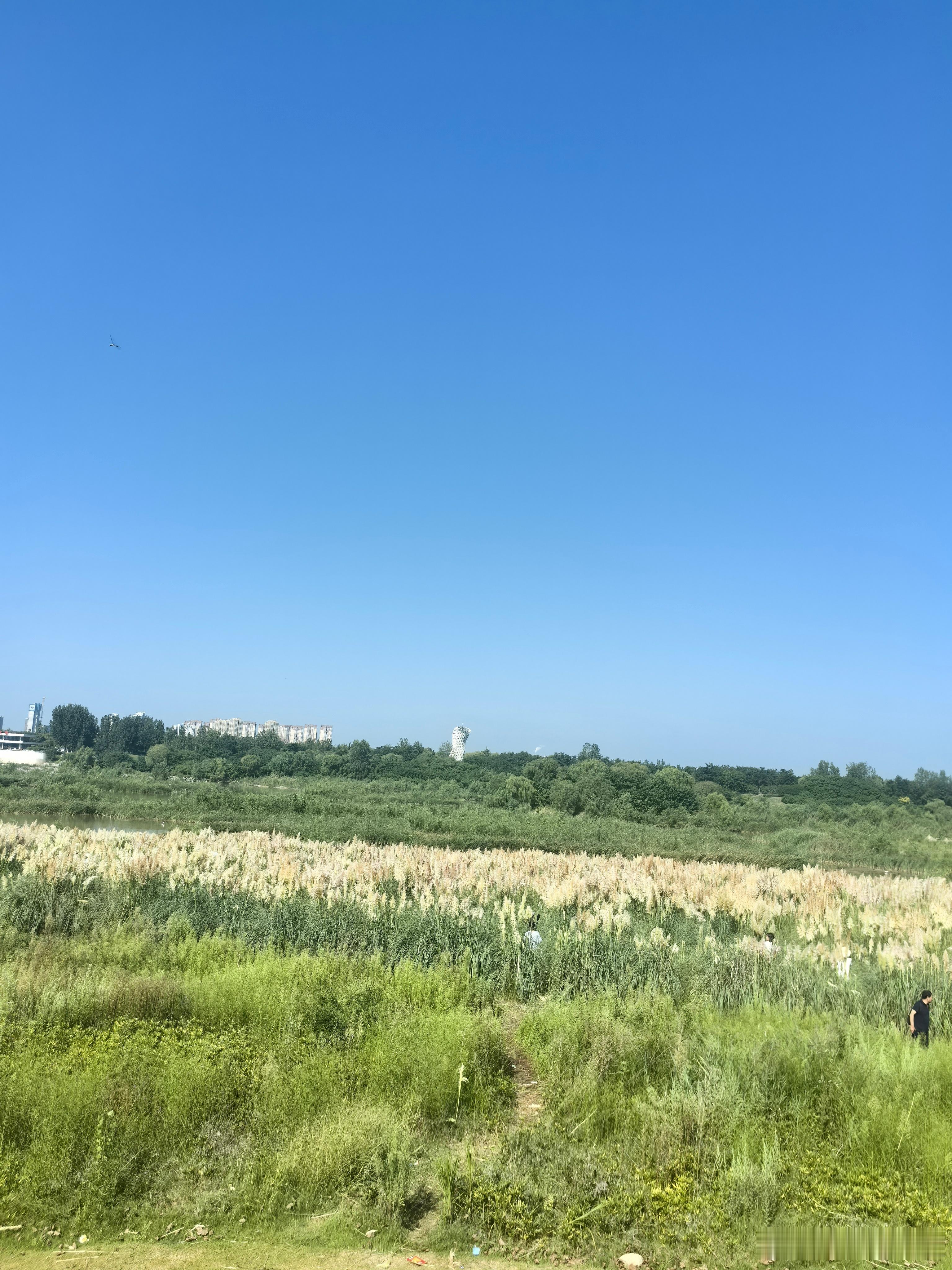 随手拍美景 [心][心] 荣儿的日常 晴空铺开，蒲苇随风摇曳，奔赴一片辽阔旷野，