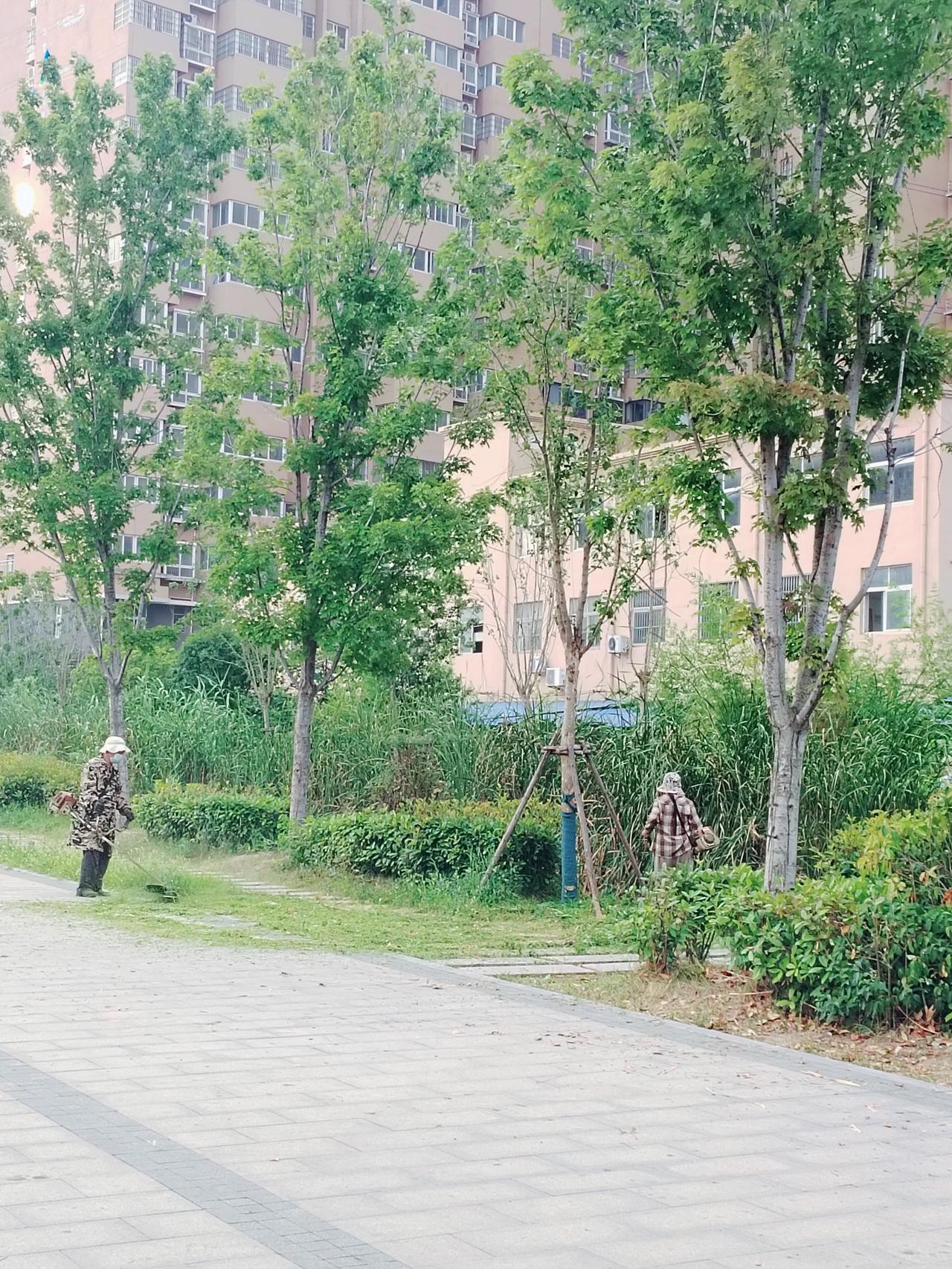 早晨去公园散步，沈丘千字文文化公园广场处，绿化工人在修剪草平和花草。环卫工人在打