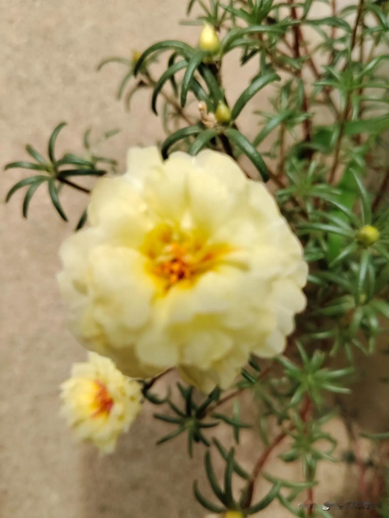 刚刚到门外拍的花，立了秋的天气凉快了些，日头也不是很热，花开的很漂亮，有黄色的，