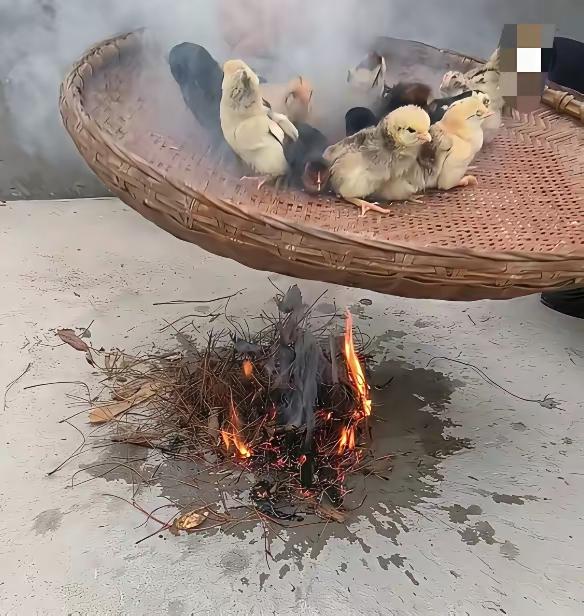 小鸡用火烤是什么原理？
看着好可怜的样子
是因为怕冷吗？