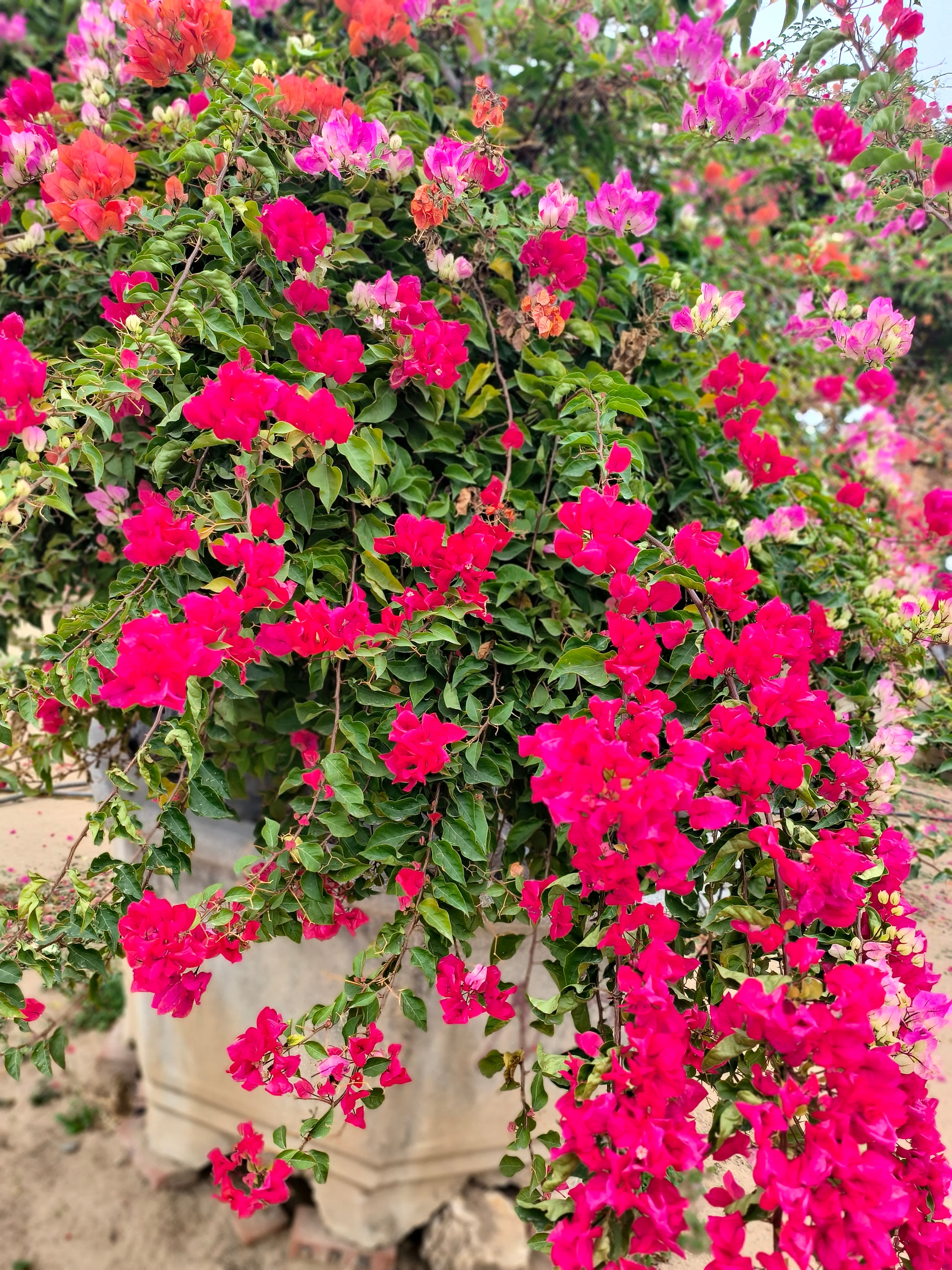 给你们看漂亮的花花[比耶][比耶]  