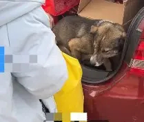 【：一顿安慰后，依依不舍下车】1月25日，江苏淮安。假期将结束主人离家返程，狗狗