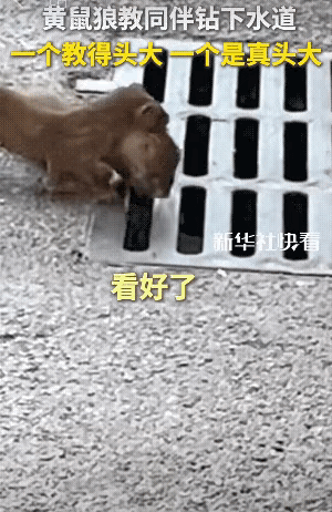 吃的太好，头卡住了。[笑哭]