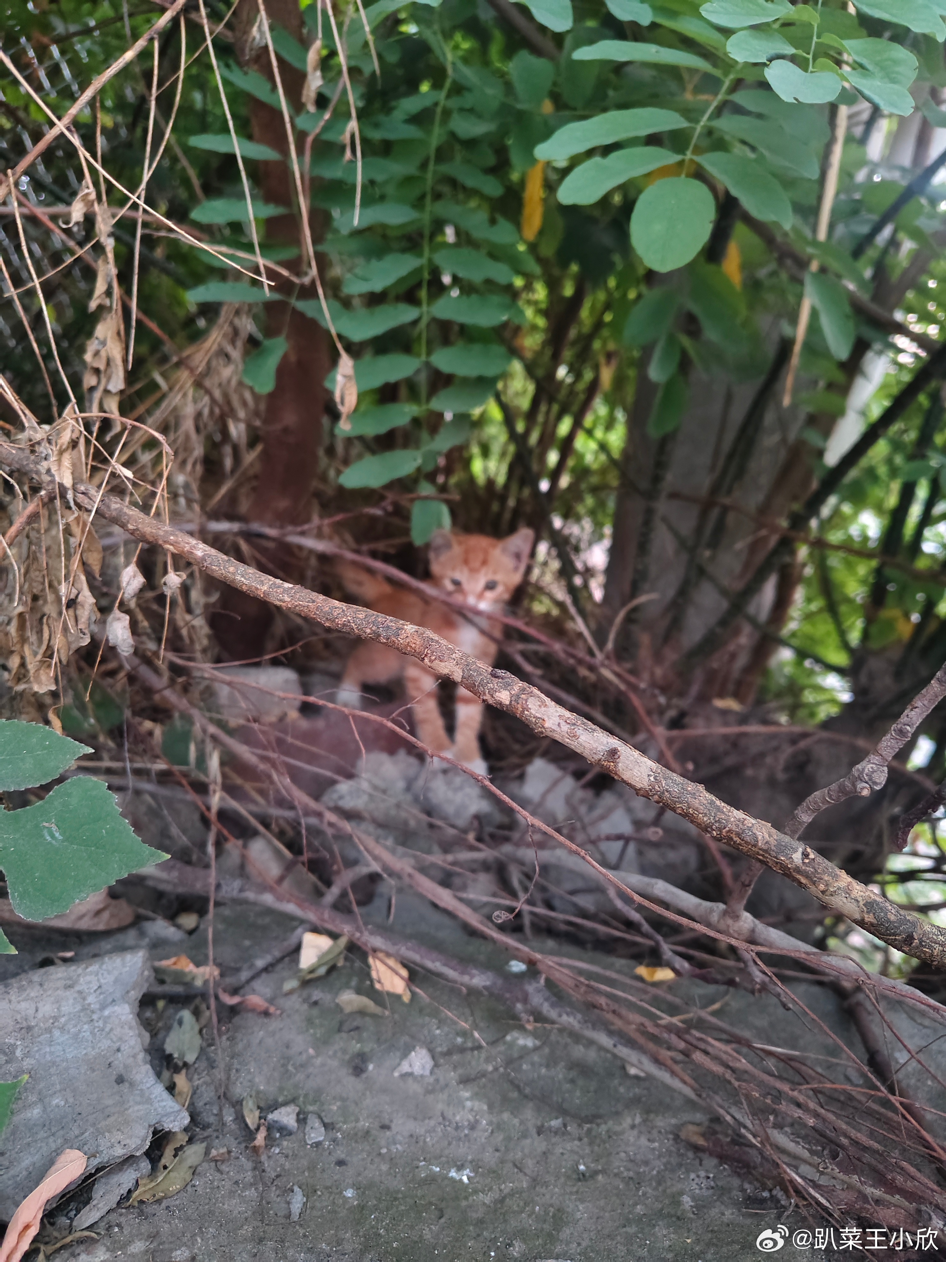 出去散步遇到一只小猫咪，想把它抱回家，可是它不让抱