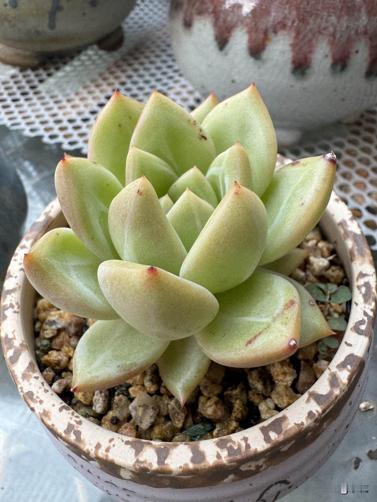 多肉香槟真是个宝藏肉肉！我这颗香槟刚到家的时候小得可怜，几乎肉眼都看不见，谁能想