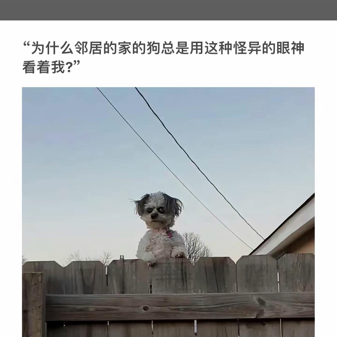 “邻居家的狗总是用怪异眼神看着我，是为什么？”🐶👀😂