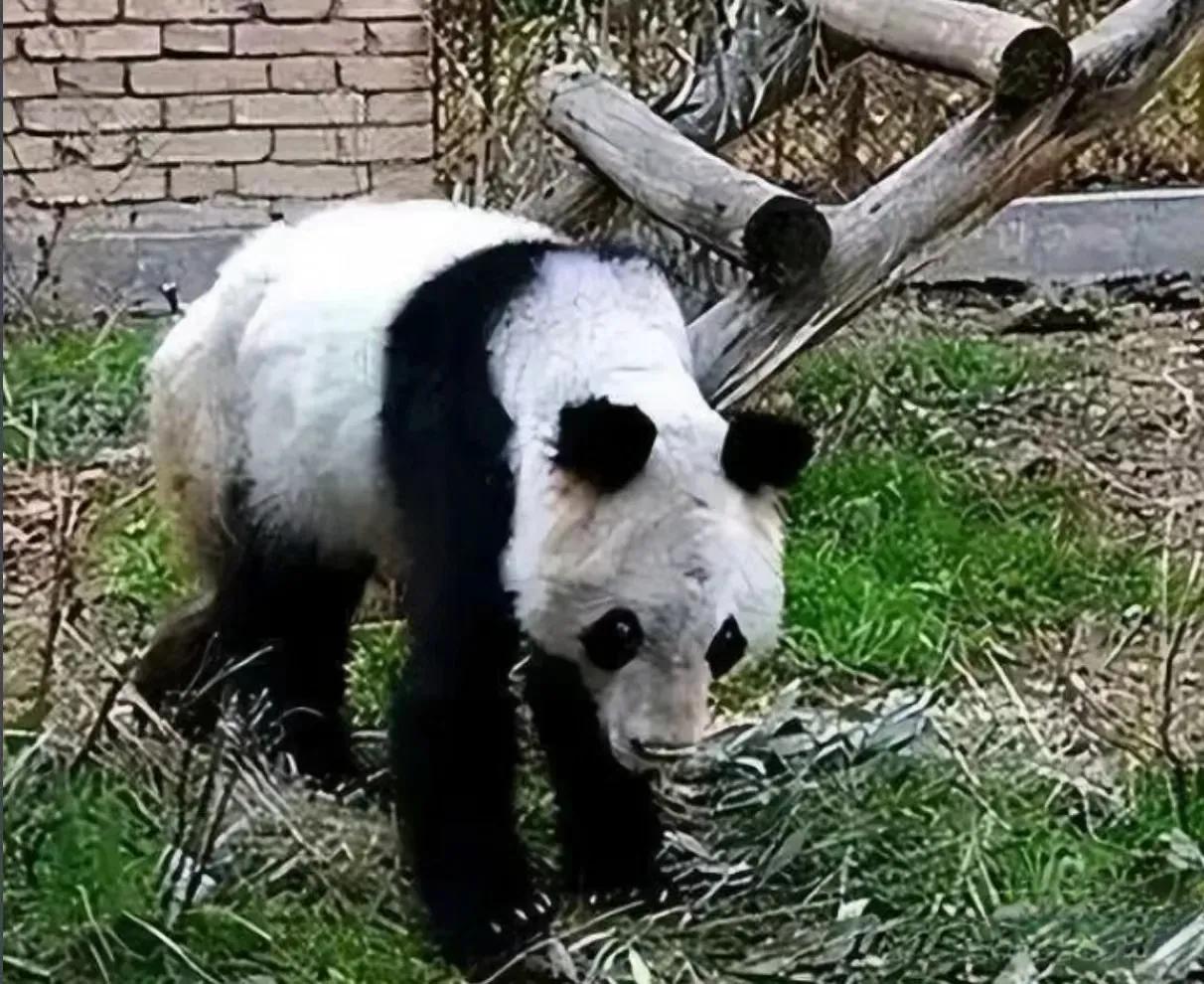 昨天听闻彤彤去世了
让我想起了兰宝
一只不该被遗忘的大熊猫兰宝
十岁就去了pan