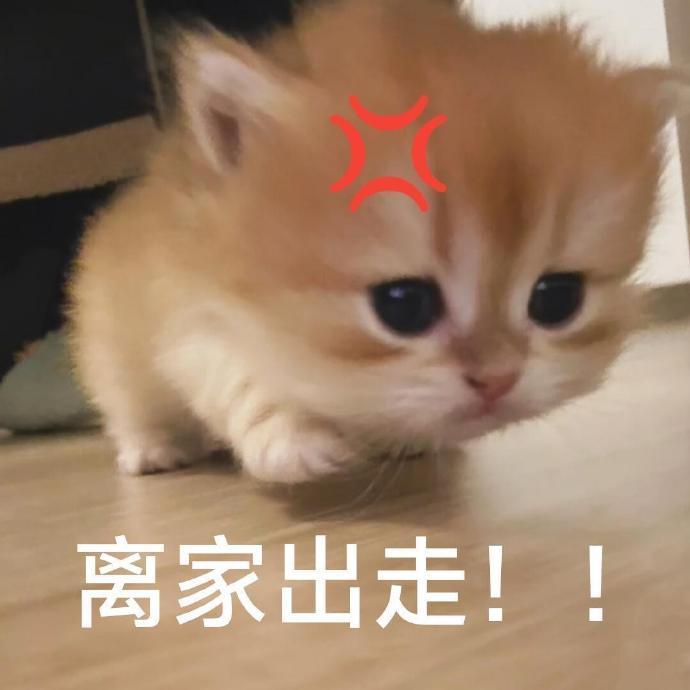 猫宁！糟了睡过头了，今天的工资没有了！