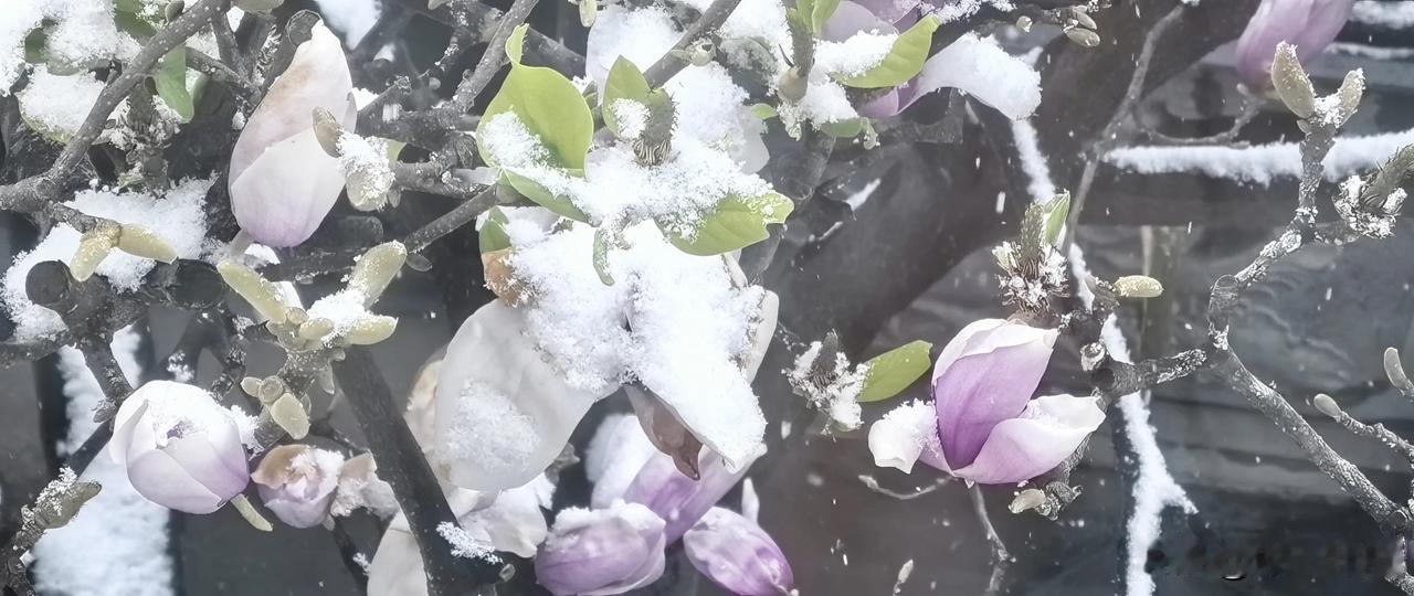 新年 
金蛇漫舞，瑞雪迎春，在这充满希望与喜庆的蛇年，愿头条的朋友们生活如春日繁