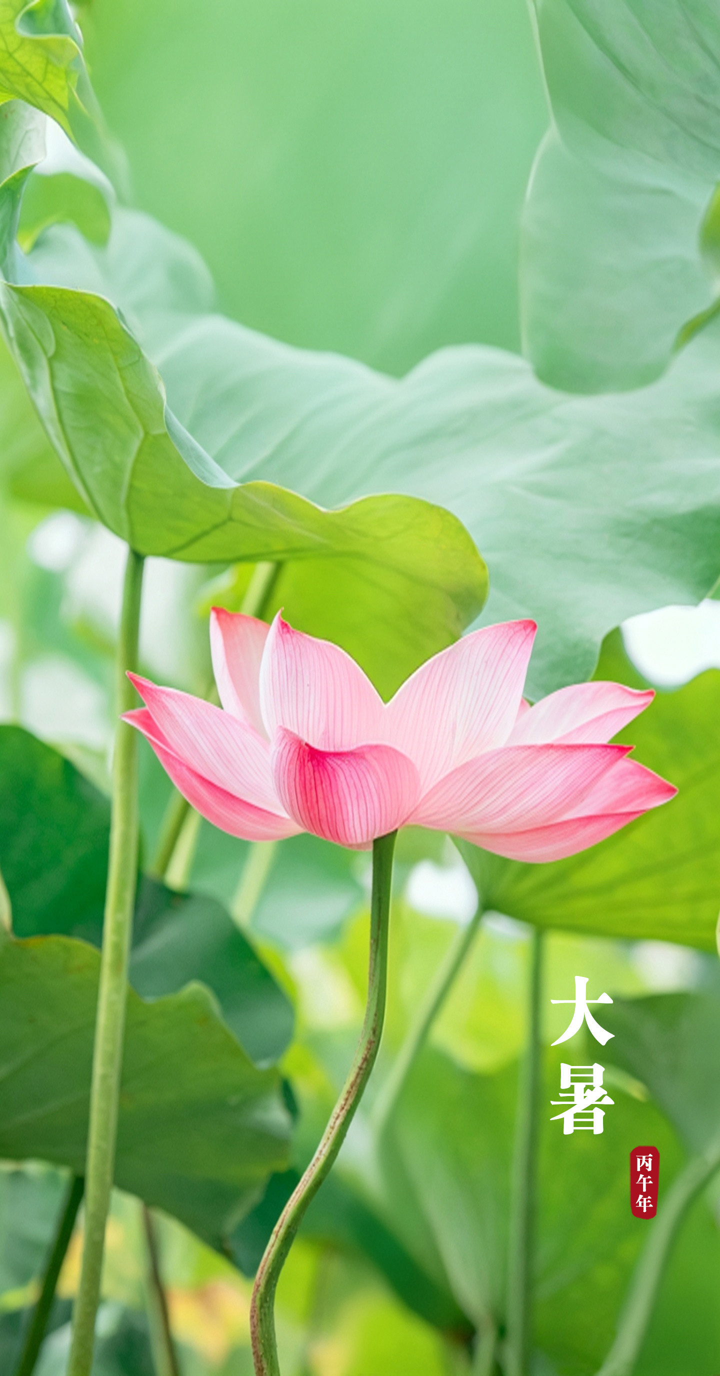 夏季最后一个节气来了当阳光变得滚烫的时候，夏天走进最后一个节气——大暑，这是一年