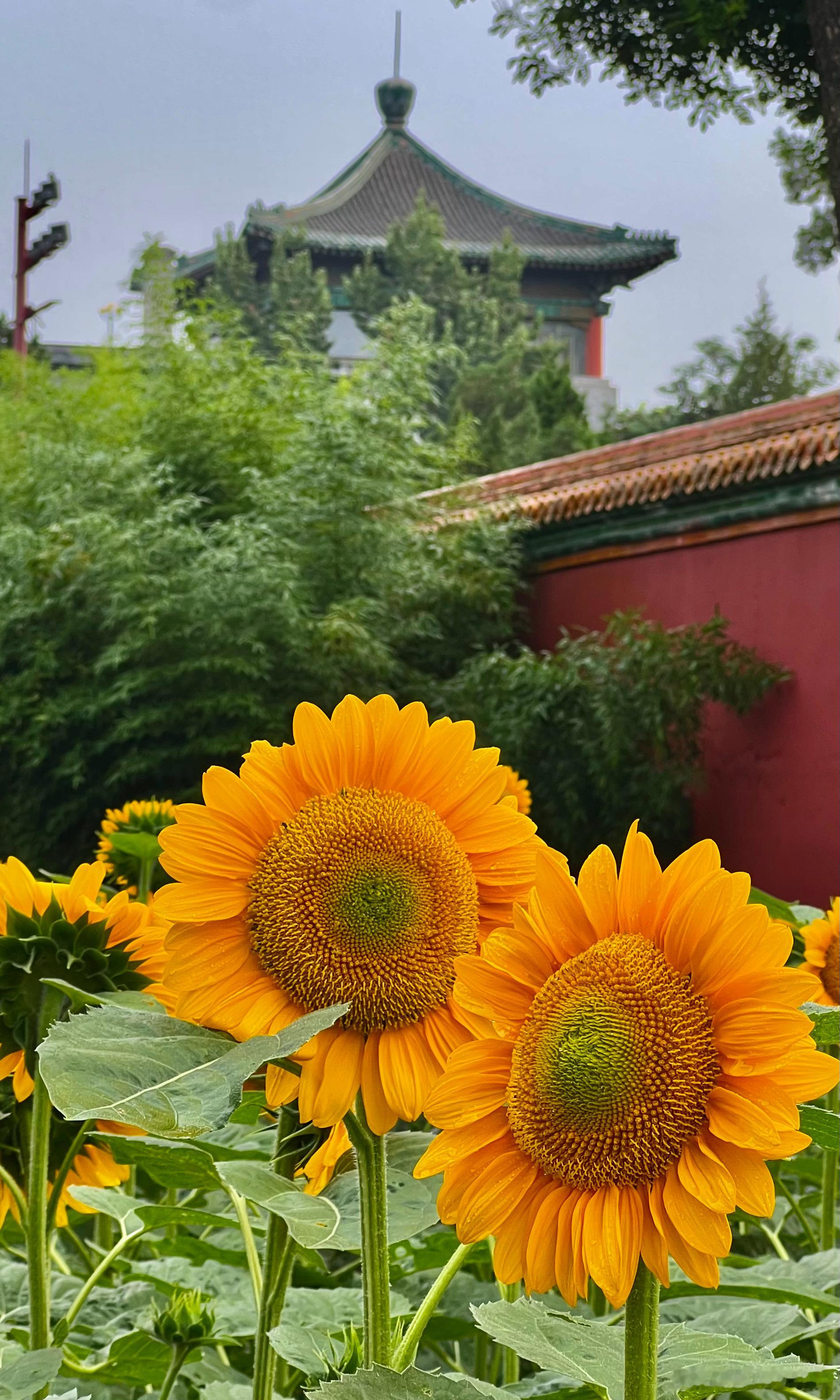 景山公园 向日葵花开摄影