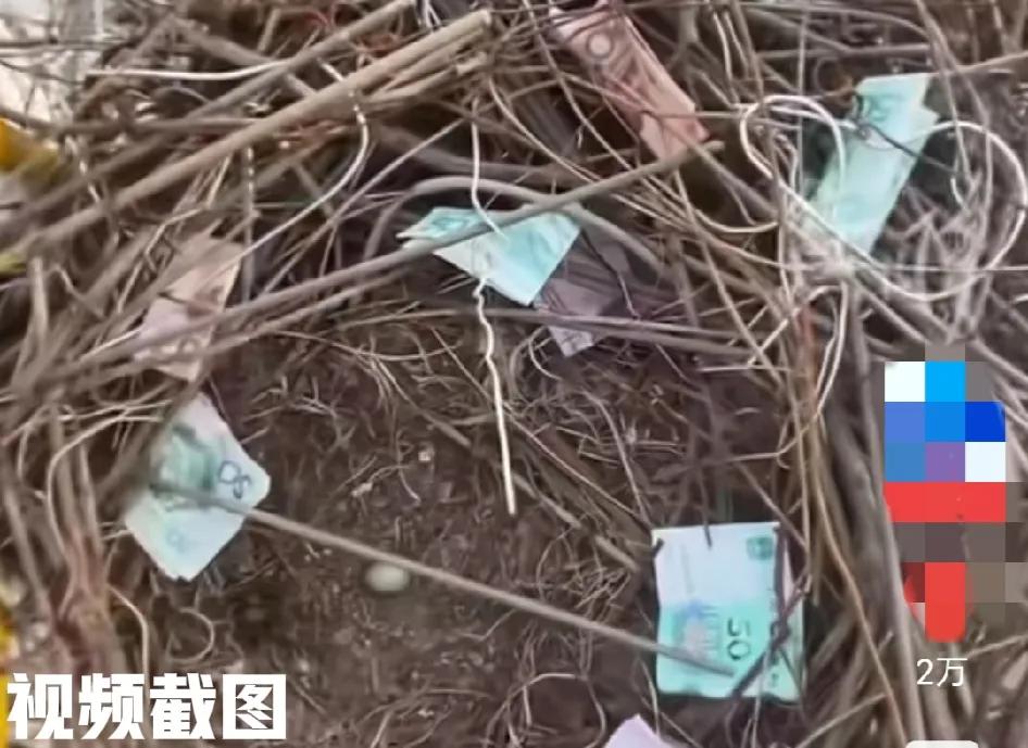陕西西安有一处塔吊。

由于长时间没有用，有男子过来查看情况时，竟然发现塔吊上惊