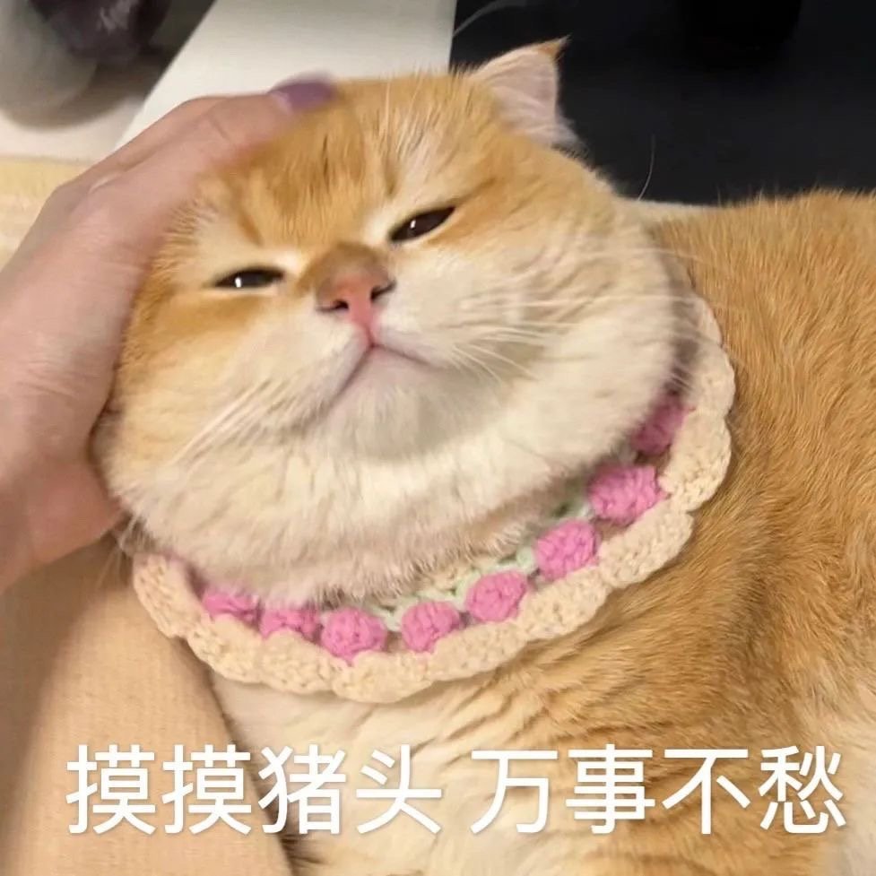 一组金渐层猫猫的可爱表情包[打call]，拿图DDD ​​​