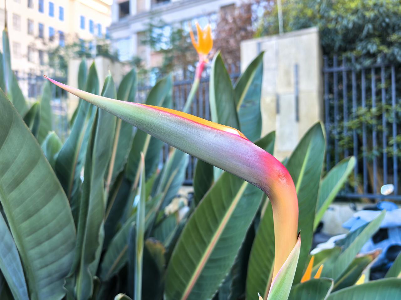 【天堂鸟花开，是否能“羽化登仙”？】
这花长得也太嚣张了！叶片像芭蕉，花朵像仙鹤