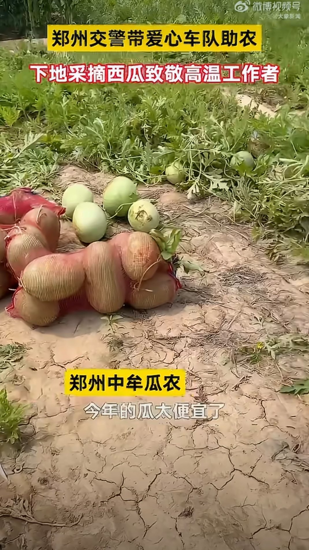 郑州全城送瓜致敬高温工作者这两天郑州的太阳真的烤得人发懵，出门买瓶水的功夫后背就