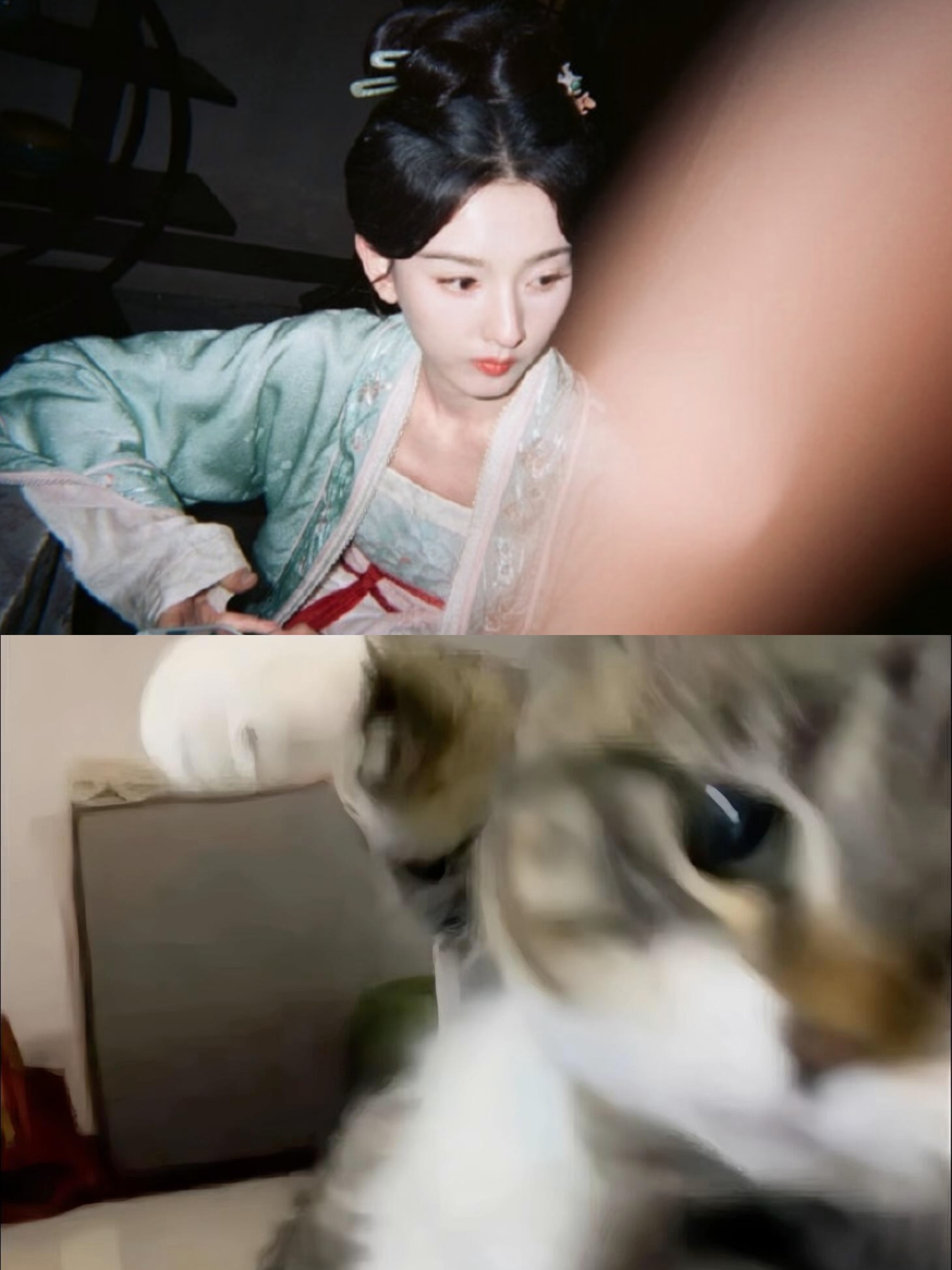 你好这是我的猫 