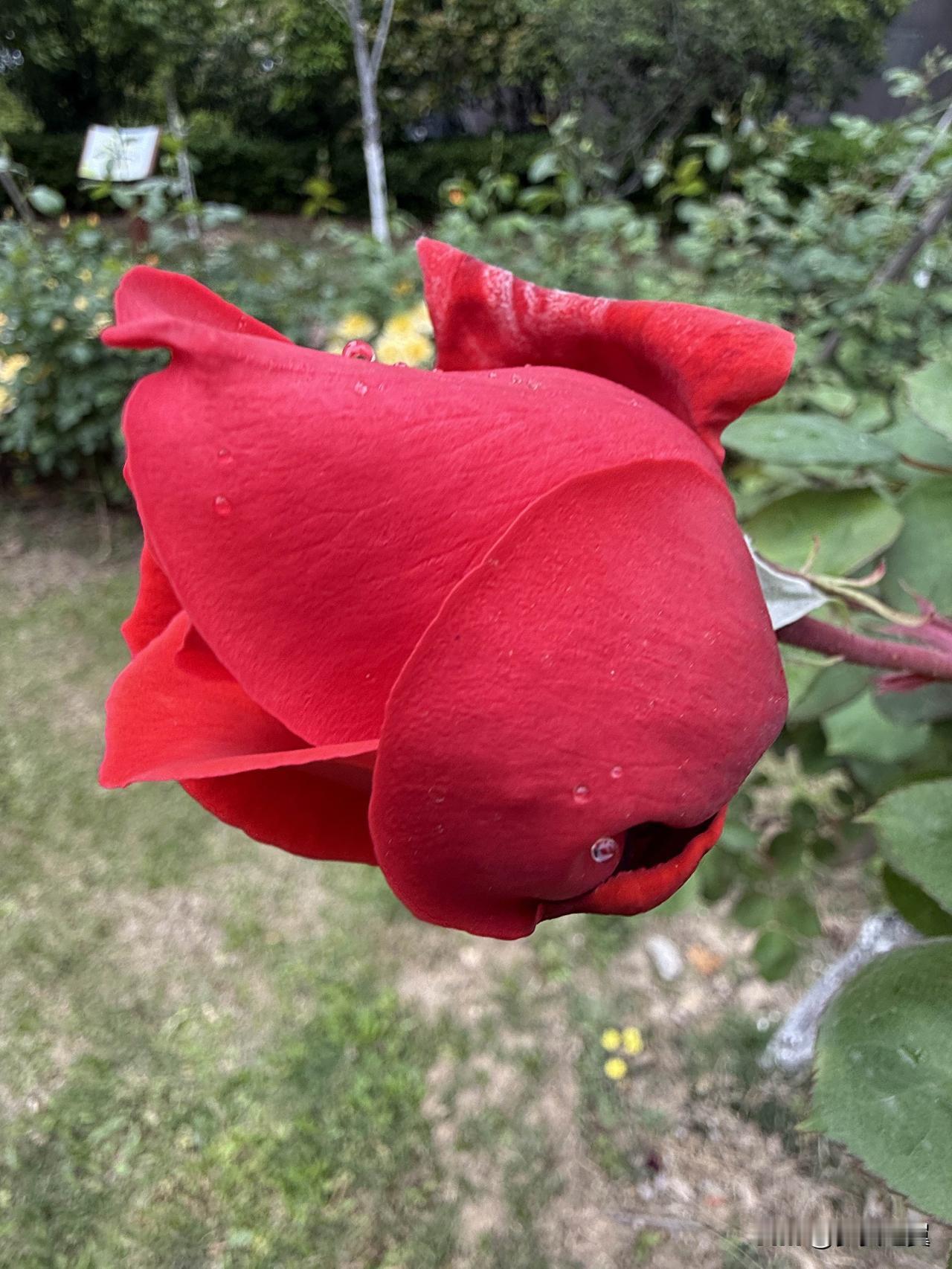 【小对联】
上：……？
下：反攻。