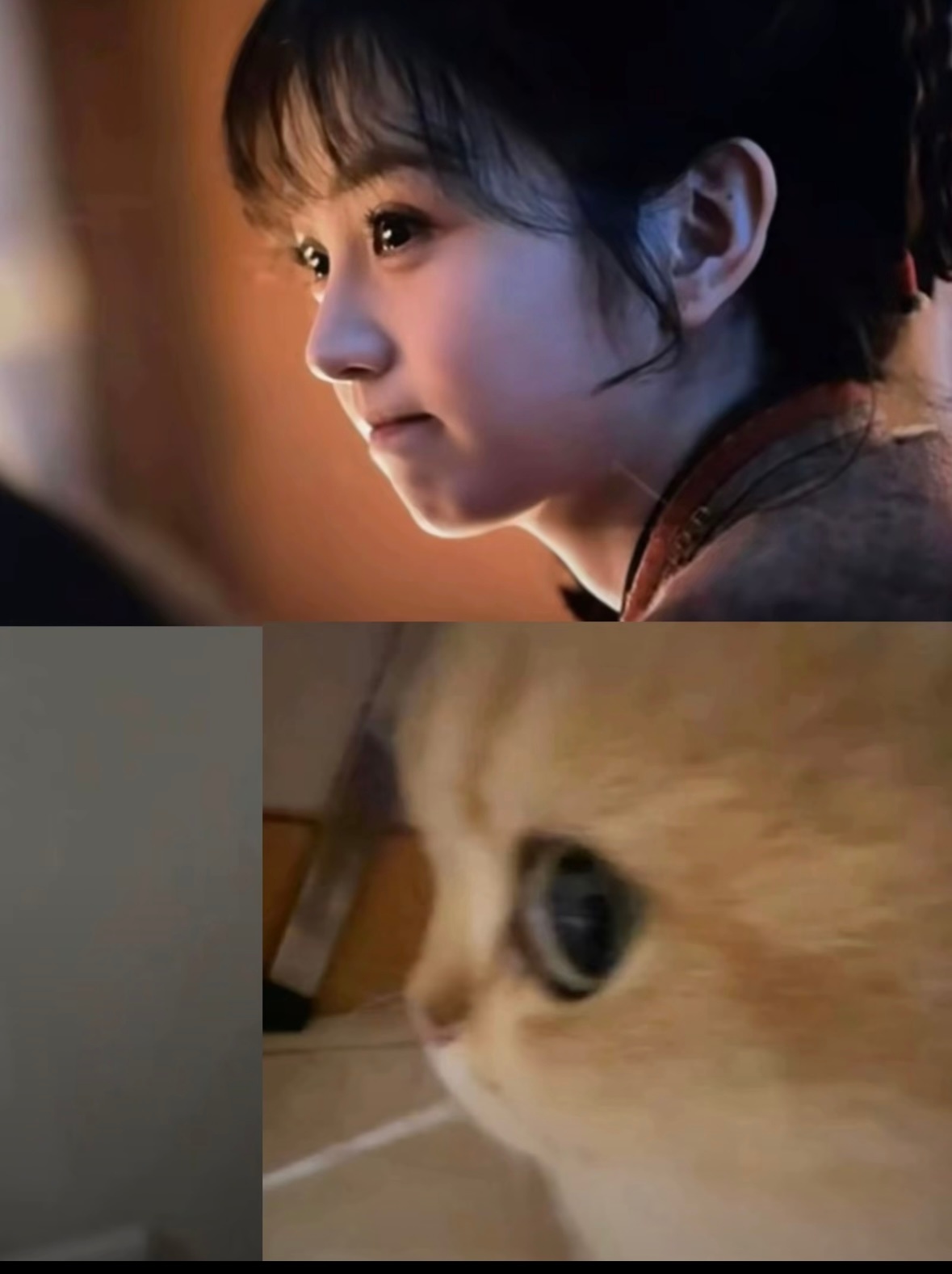 嗑颜bot 这就是猫猫 