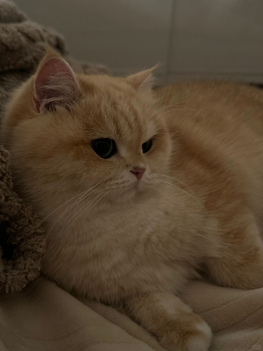 睡觉搭子💤