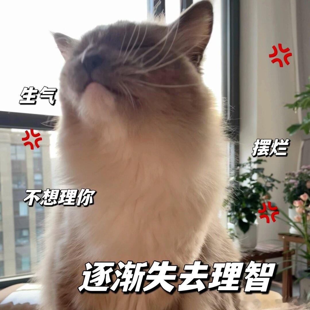 P先生已经完全没有理智了 