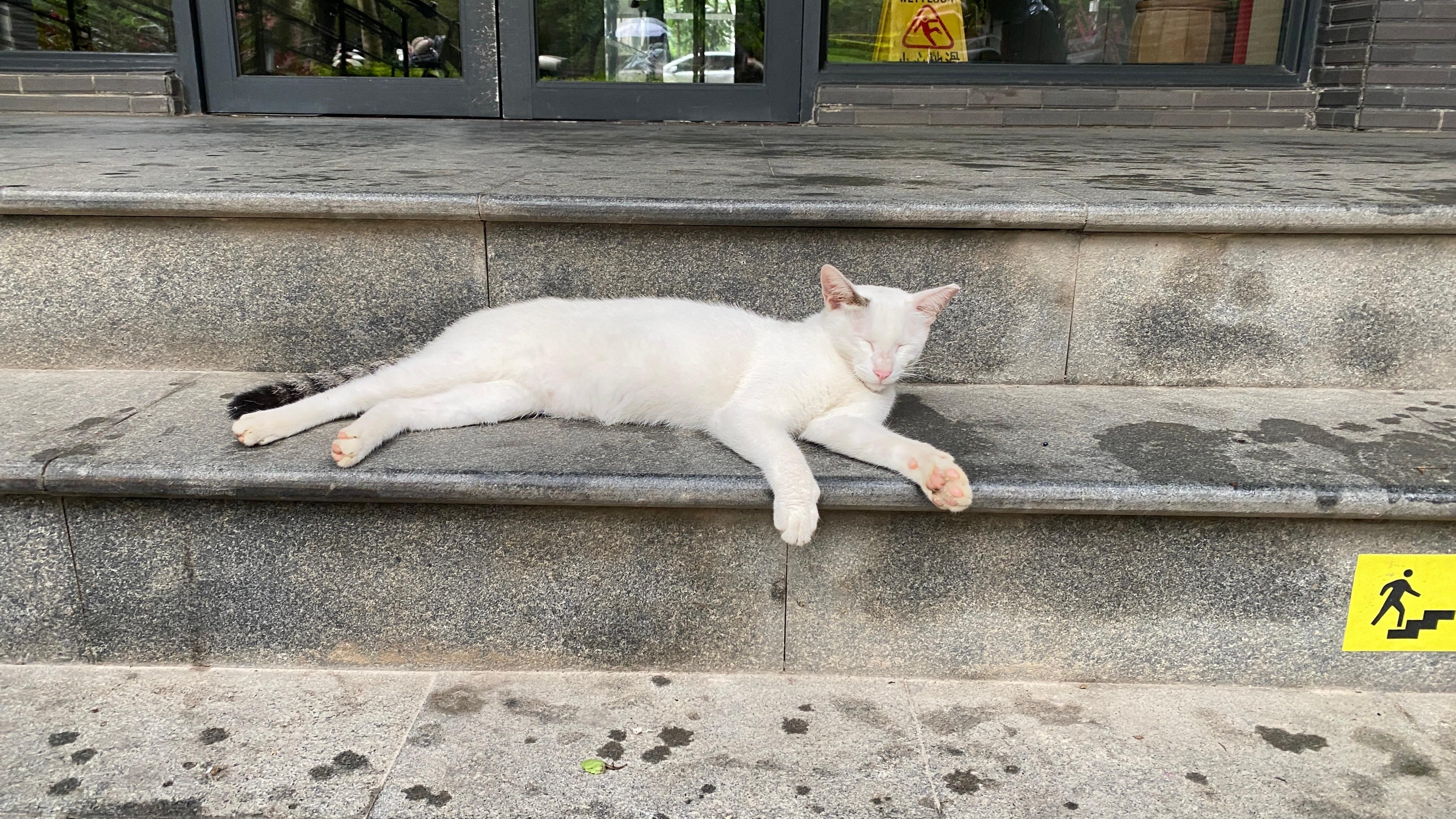 下雨天🌧️猫猫也是懂得享受的 小区里的孩子给他取名叫 黑尾[在线等] ​​​