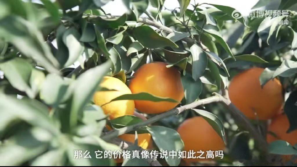 #四川种植户卖橙子一天挣五千# 卖橙子一天挣5000，现在三百六十行，行行出状元