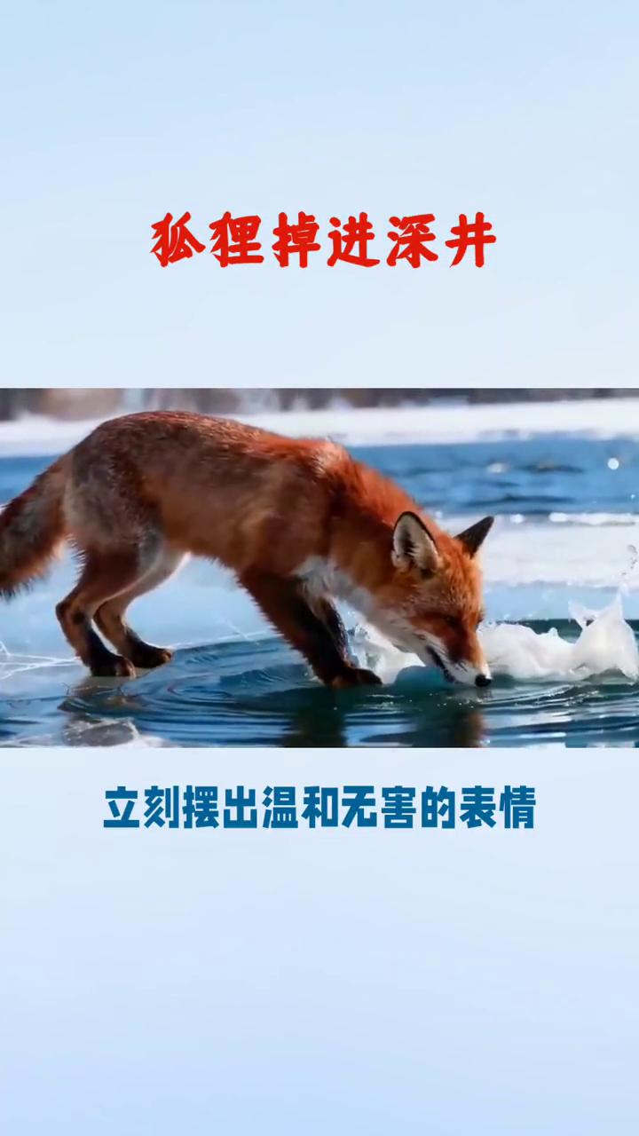 狐狸掉进深井。
寓言故事狐狸和公山羊。一只狐狸掉进深井，它的命运会如何？是自救成