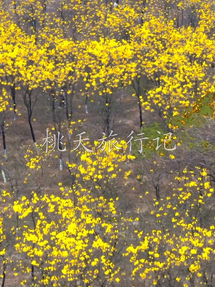 东莞松山湖黄花风铃木。