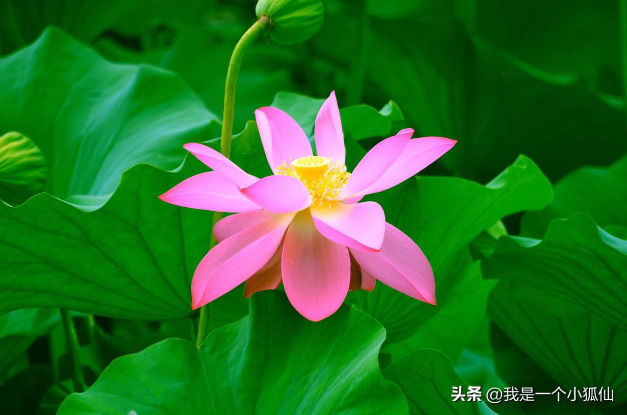 今天是2024年11月14号 多云转阴
天气越发冷了，路上的行人都穿上了厚厚的棉