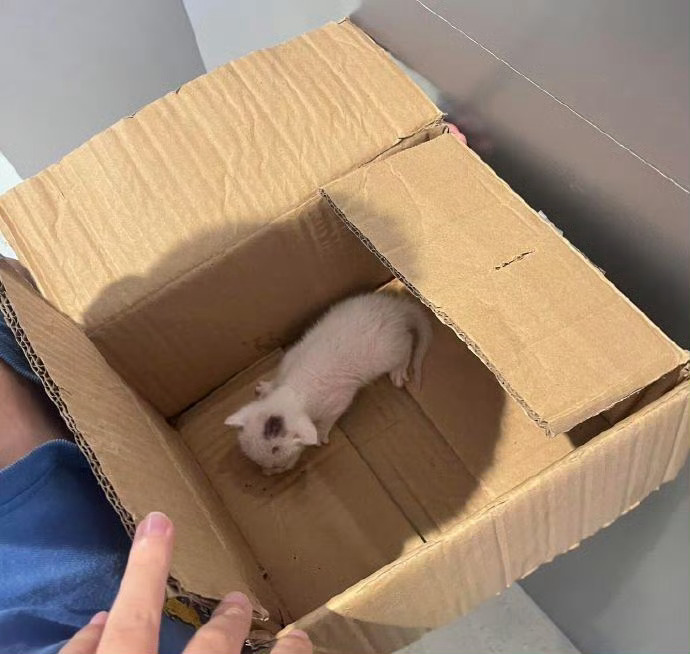 小孩哥捡来的猫说要50块卖，买不买啊 